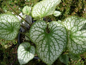 Brunnera macrophylla 'Alexander`s Great'-0