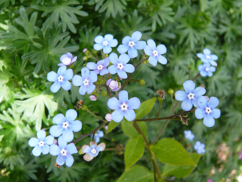 Brunnera macrophylla 'Alexander`s Great'-9133
