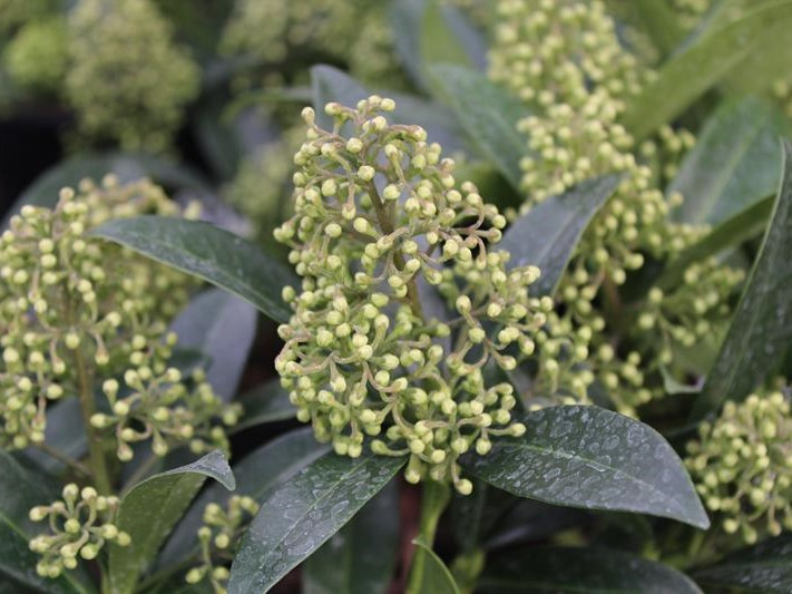 Skimmia x confusa 'Kew Green'-26460