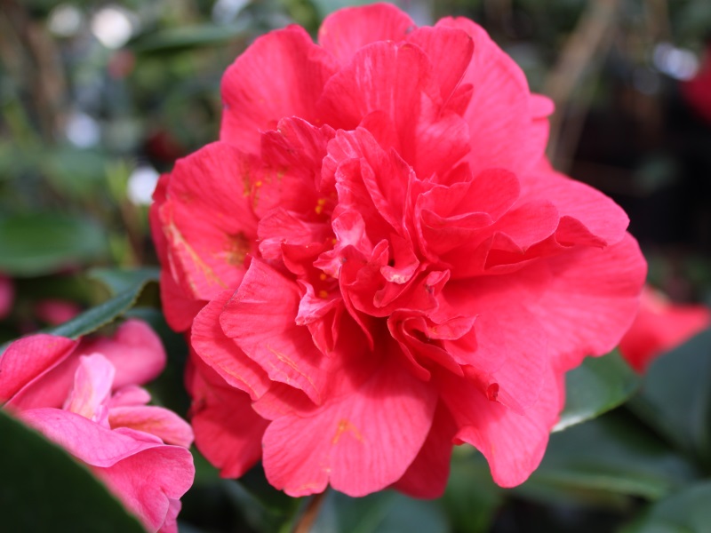 Camellia japonica 'Joseph Pfingstl'-0