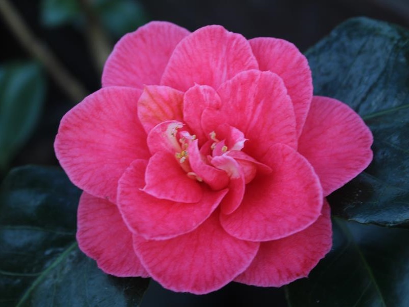 Camellia japonica 'Splendens Carlyon'-11443