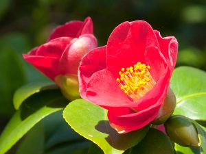 Camellia japonica 'Jupiter'-0