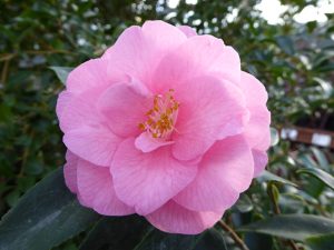Camellia hybrid 'Spring Festival'-0