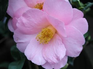 Camellia x williamsii 'Bowen Bryant'