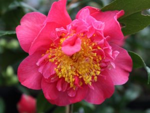 Camellia x williamsii 'Senorita'-0