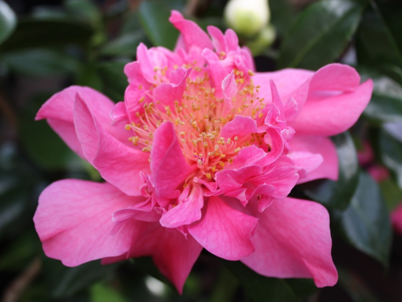 Camellia x williamsii 'Senorita'-12779
