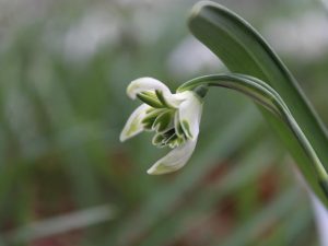 Galanthus nivalis f. pleniflorus 'Blewbury Tart'-0