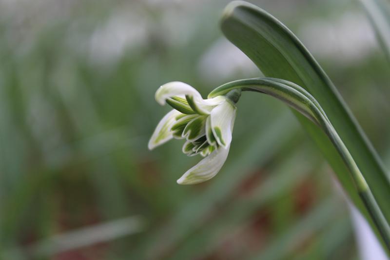 Galanthus nivalis f. pleniflorus 'Blewbury Tart'-0
