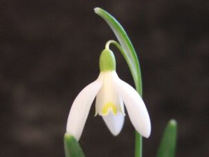 Galanthus nivalis 'Blonde Inge'-0
