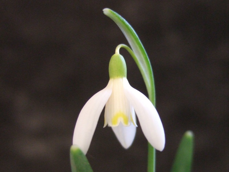 Galanthus nivalis 'Blonde Inge'-0