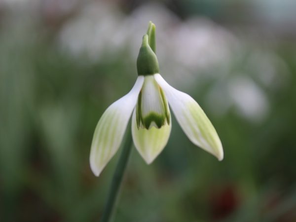 Galanthus 'Cowhouse Green'-0