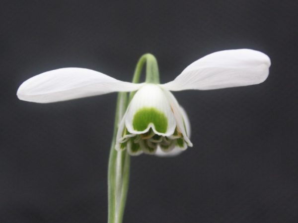 Galanthus 'Dionysus'-0