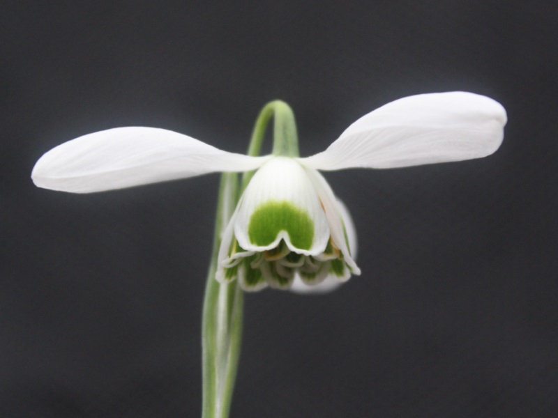 Galanthus 'Dionysus'-0