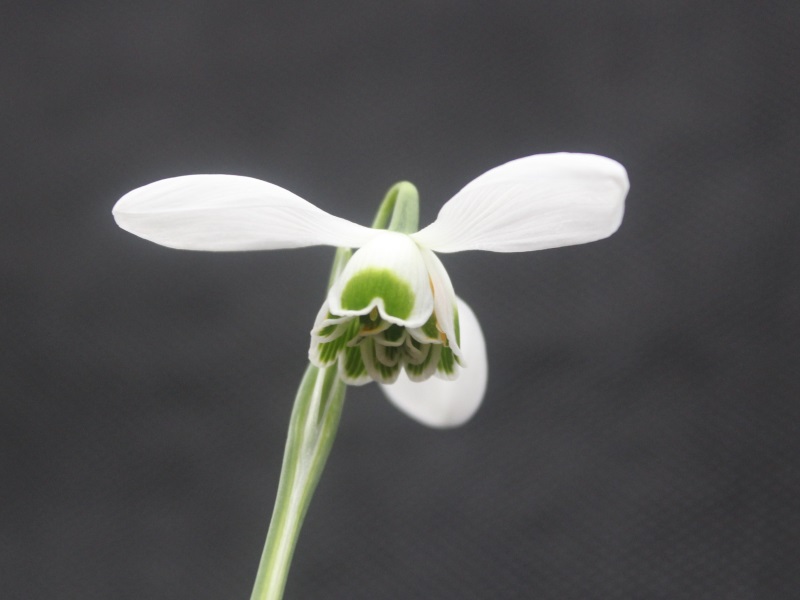 Galanthus 'Dionysus'-11226