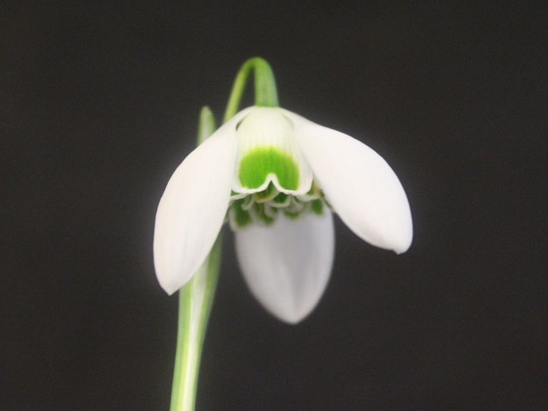 Galanthus 'Dionysus'-11225