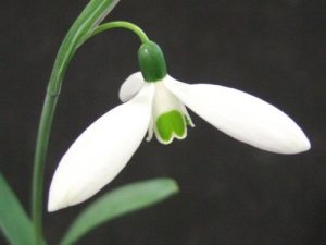 Galanthus elwesii 'Comet'-0