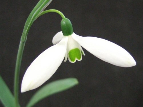 Galanthus elwesii 'Comet'-0