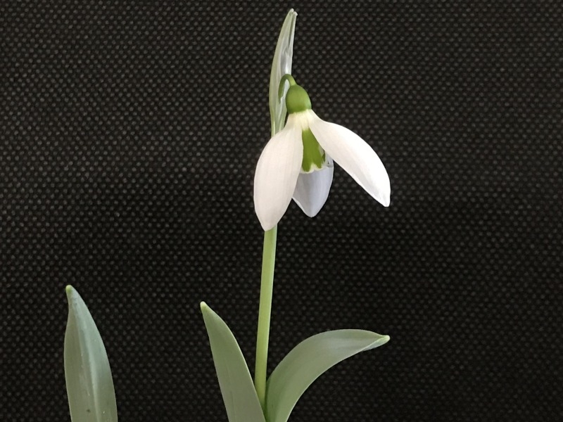 Galanthus elwesii var. elwesii 'Maidwell L'-13790