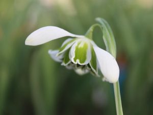 Galanthus 'Jaquenetta'-0