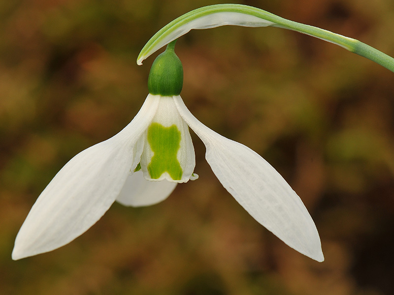Galanthus elwesii var. elwesii 'Maidwell L'-7983