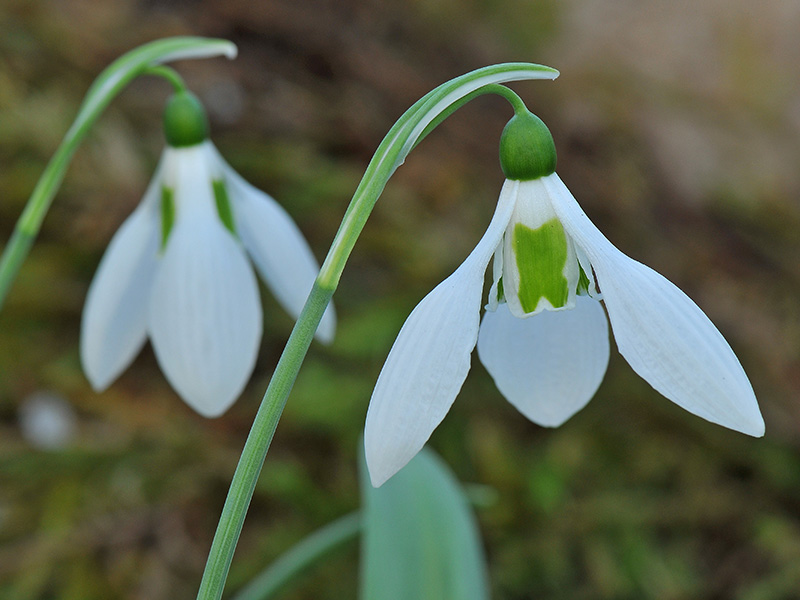 Galanthus elwesii var. elwesii 'Maidwell L'-0