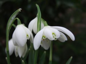 Galanthus nivalis 'Flore Pleno'-0