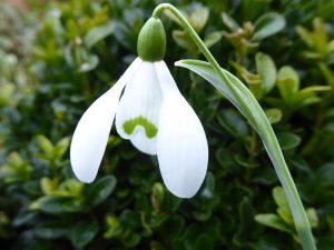 Galanthus nivalis 'Magnet'-0