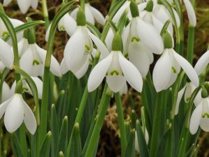 Galanthus nivalis-0