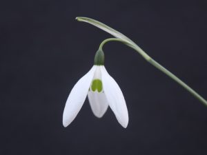 Galanthus 'Peg Sharples'-0