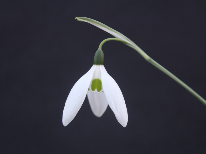Galanthus 'Peg Sharples'-0