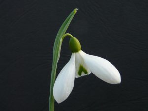 Galanthus plicatus 'Colossus'-0