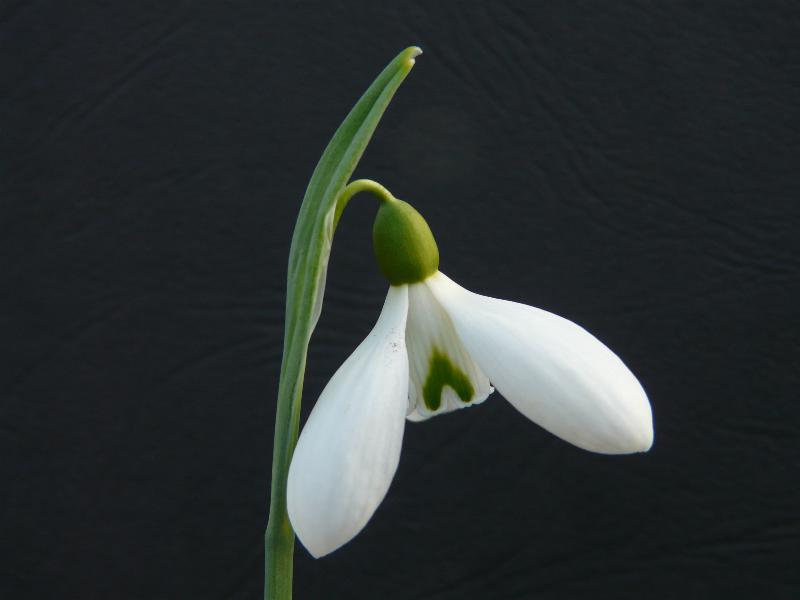 Galanthus plicatus 'Colossus'-0