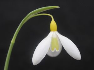 Galanthus plicatus 'Wendy's Gold'-0