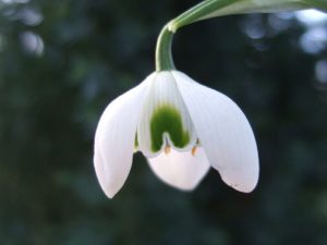 Galanthus 'Rodmarton'-0