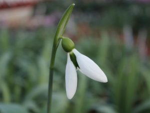 Galanthus 'The Whopper'-0