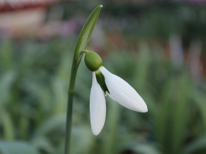 Galanthus 'The Whopper'-0