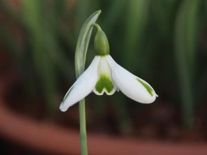 Galanthus 'Trumps'-0