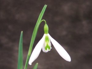 Galanthus 'Wasp'-0