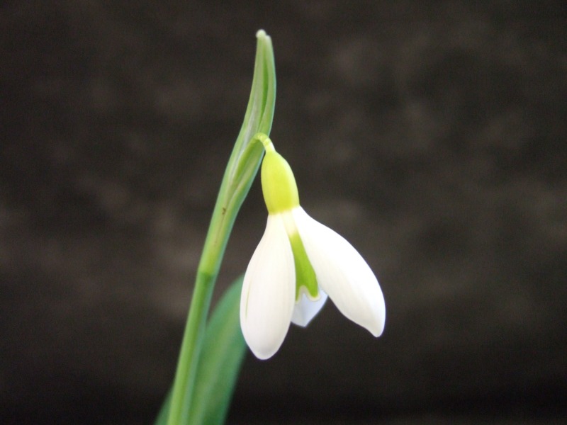 Galanthus plicatus 'Wendy's Gold'-7972