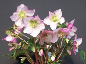 Helleborus 'Harvington Rebekah'-7961