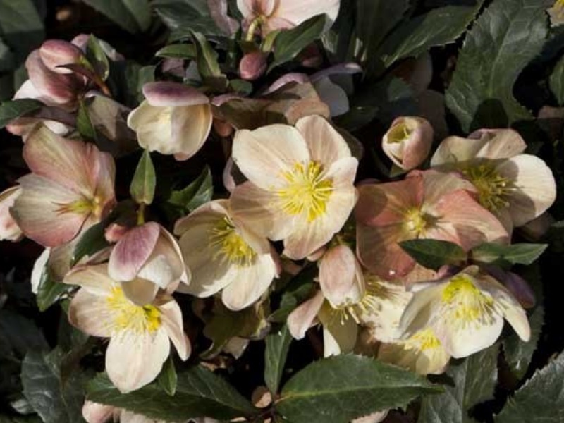 Helleborus × ballardiae HGC Camelot (=Coseh 940)-7964