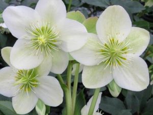 Helleborus × nigercors HGC Ice Breaker Max (=Coseh 750)-0