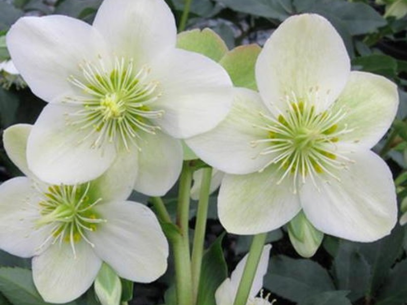 Helleborus × nigercors HGC Ice Breaker Max (=Coseh 750)-0
