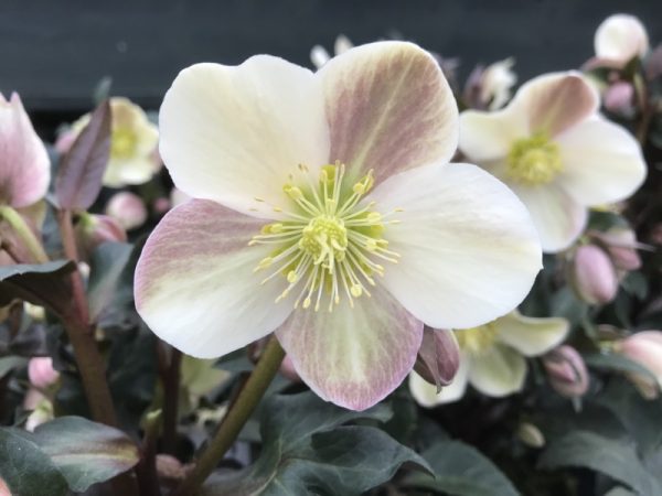 Helleborus × ballardiae HGC Camelot (=Coseh 940)-0