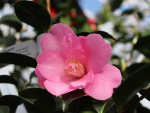 Camellia x williamsii 'Rose Quartz'-21801