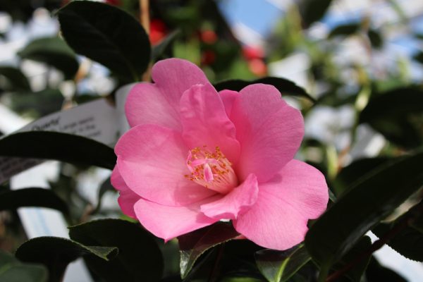 Camellia x williamsii 'Rose Quartz'-21801