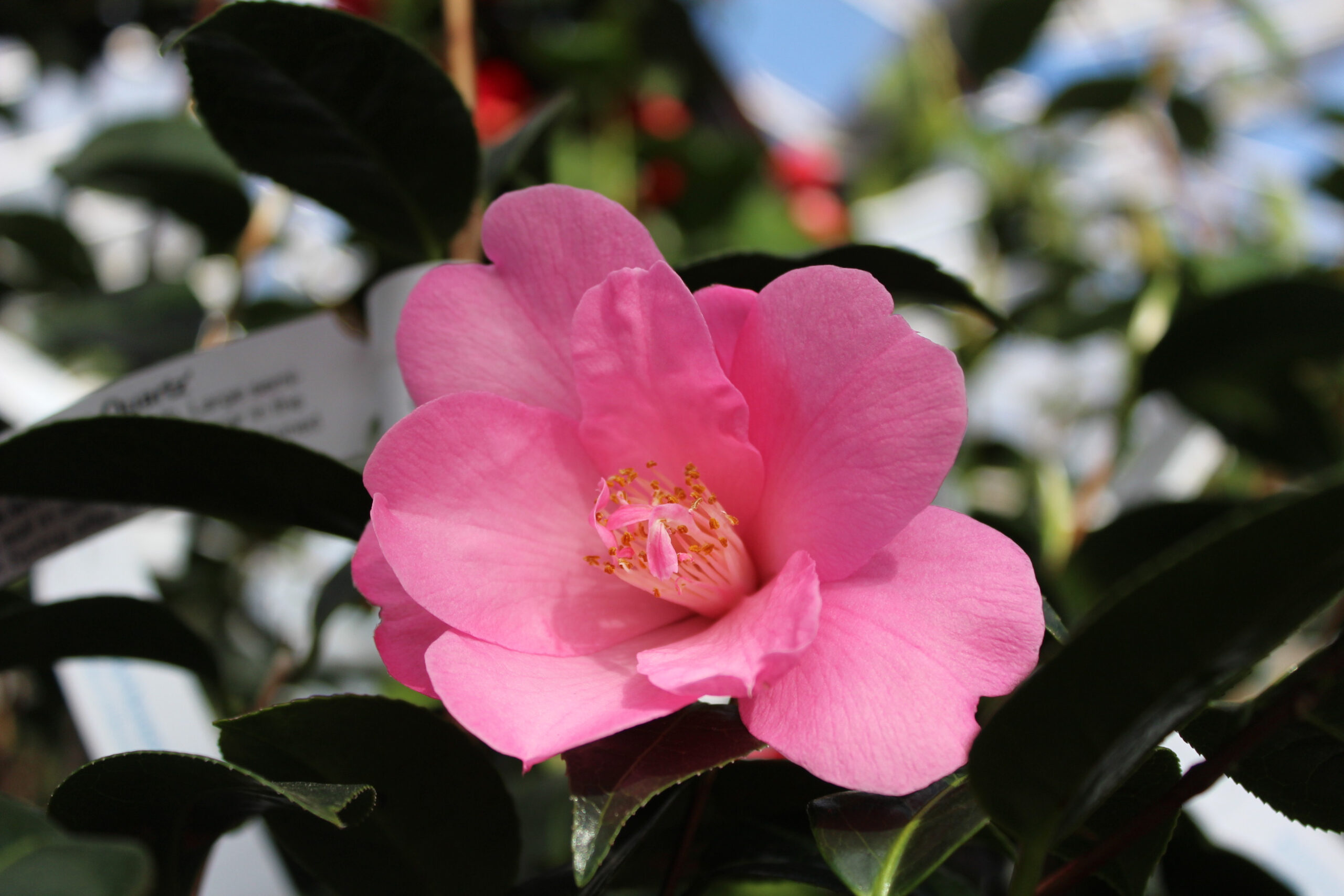Camellia x williamsii 'Rose Quartz'-21801