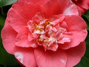 Camellia japonica 'R. L. Wheeler'-0