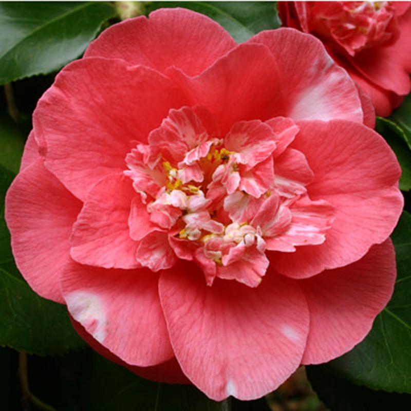 Camellia japonica 'R. L. Wheeler'-0