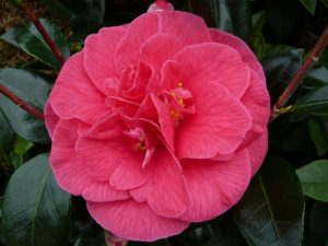 Camellia japonica 'Splendens Carlyon'-0